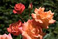 roos rosa rozen rose roses rosier rosiers rosaceae werkaandemuur wadm werk aan de muur bloemen bloem fleur fleurs flower flowers